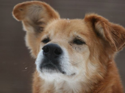 Деньги на центр стерилизации бездомных собак в Ростове соберут всем миром