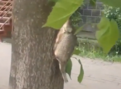 Рыбное дерево в центре Ростова обнаружили внимательные горожане