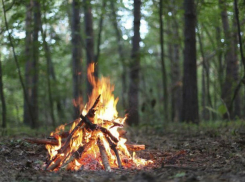Жителям запрещено посылать кого-то в лес в Ростовской области