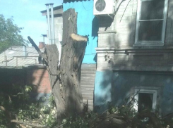Деревья-убийцы срезали под корень в Ростове