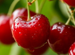 В Ростовской области построят первую в России теплицу для черешни