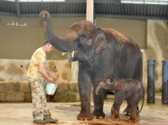 Знаменитую девочку-слоненка из ростовского зоопарка назвали интересным именем из 5 букв