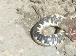 Агрессивная змеюка набросилась на беременную женщину во дворе дома в Ростове