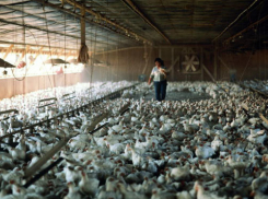 На Дону выросло производство мясной и молочной продукции