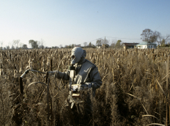 Целый хутор изолируют из-за опасной вспышки бешенства в Ростовской области