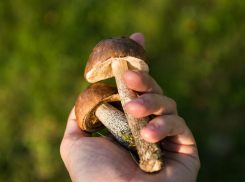 Пошла по грибы и пропала: в Крыму искали ростовчанку, заблудившуюся в лесу