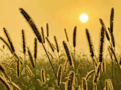 Жара до +38 градусов наступит в Ростове в субботу