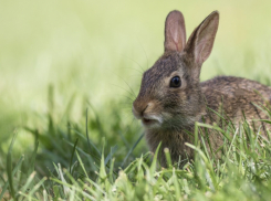  Охоту на зайцев и лис разрешили в Ростовской области с 1 ноября 