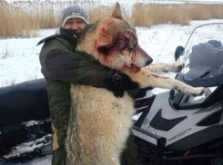 Охотники убили огромного волка, который разорвал собак и перегрыз свиней в Ростовской области