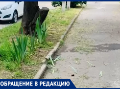 В Ростове ради порядка скосили палисадник с хвойниками