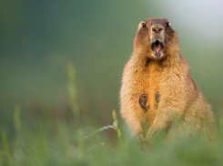 В Ростовской области сурки отказались выходить из спячки 