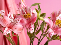 Ростовчанам рассказали о подготовке многолетних цветов к осеннему сезону