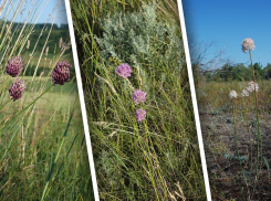 В Ростовской области растут три редких лука