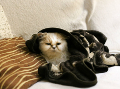 Тепло в квартиры ростовчан придет уже 15 октября