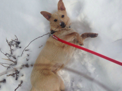 Ласковую красавицу выбросили в снег около Соленого озера в Ростове