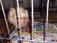 В преддверии Нового года у пса Бимки сбылась мечта – он вернулся к любящим хозяевам