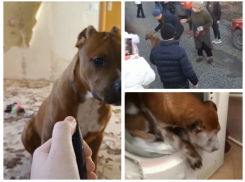 В Ростове зоозащитники спасли собаку от 14-летнего живодера