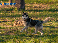 Самая теплая весна за последние 30 лет ожидается в Ростове   