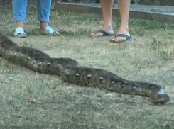 Мужчина, показавший своего огромного питона в центре города, вызвал неподдельный ужас у ростовчан
