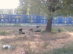 Двое мужчин отогнали разъяренную стаю дворняг от маленькой девочки у стадиона Ростова