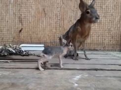 В ростовском зоопарке родились патагонские мары