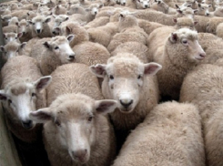 Хозяйку опасных овец наказали в Ростовской области