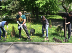 Сотрудники агентства недвижимости в центре Ростова высадили несколько десятков кустарников 