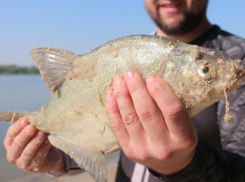 В Ростовской области с 1 мая ослабят часть нерестовых ограничений