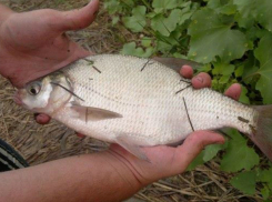 Жестокий бой с охамевшими браконьерами устроили на берегу Дона два брата из Ростова
