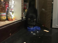 Голодный енот «захватил» коттедж изумленных жителей Ростова