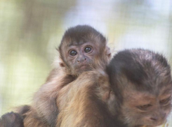 В Ростовском-на-Дону зоопарке в семействе бурых капуцинов родился малыш