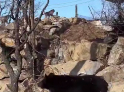 Спасенная медведица Маша теперь живет вместе с японскими макаками из Рима