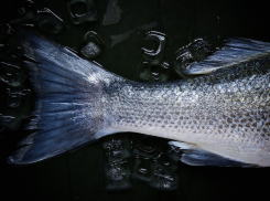 Ученые считают, что в Ростовской области не осталось рыбы