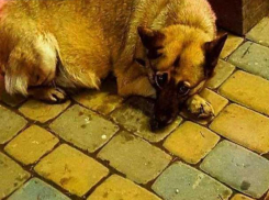 В Ростове умерла самая известная в городе собака Елизавета Горизонтовна