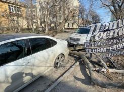Дерево упало между припаркованными машинами и оборвало провода в Ростове