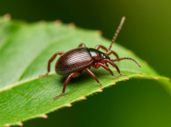 Клещевые инфекции добрались до Ростова и области