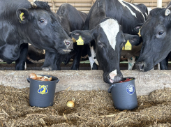 Корова Ванга предрекла поражение «Ростову» в матче против «Оренбурга»