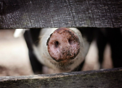 В Ростовской области зафиксировали очаг африканской чумы свиней