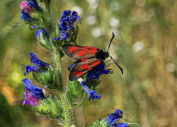 В Ростовской области нашли ядовитую пестрянку с пятнами 