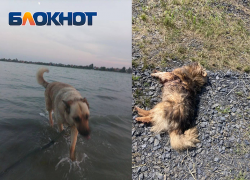 У Соленого озера в Батайске расстреляли двух собак – зоозащитники подозревают водителя внедорожника с надписью «Вагнер Кувалда»