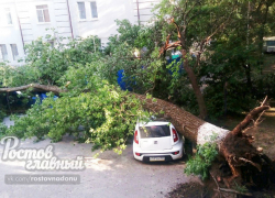 Огромное дерево раздавило автомобиль в Ростове