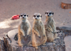 В зоопарке Ростова проведут открытие летнего паркового сезона