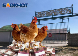 Разоренная долгами и скандалами – «Птицефабрика Белокалитвинская» завершает свою историю как банкрот