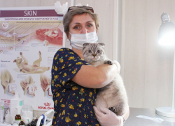 Льготную стерилизацию животных проведут в Ростовской области 25 ноября