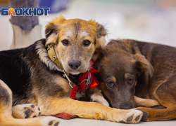 Льготная стерилизация питомцев в Ростовской области пройдет 28 марта