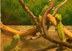 В ростовском зоопарке родились малыши-хамелеоны