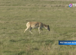 В Ростовской области в степь выпустили 30 сайгаков