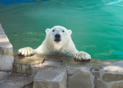 Ростовчан беспокоит состояние белого медведя в зоопарке 
