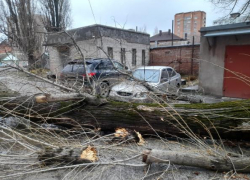 В Ростове на Сельмаше огромное дерево упало на припаркованные машины