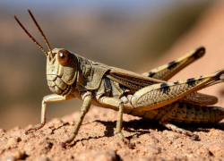 На донских полях зафиксировано нашествие одного из самых опасных вредителей 